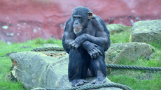 Schimpanse (13).jpg